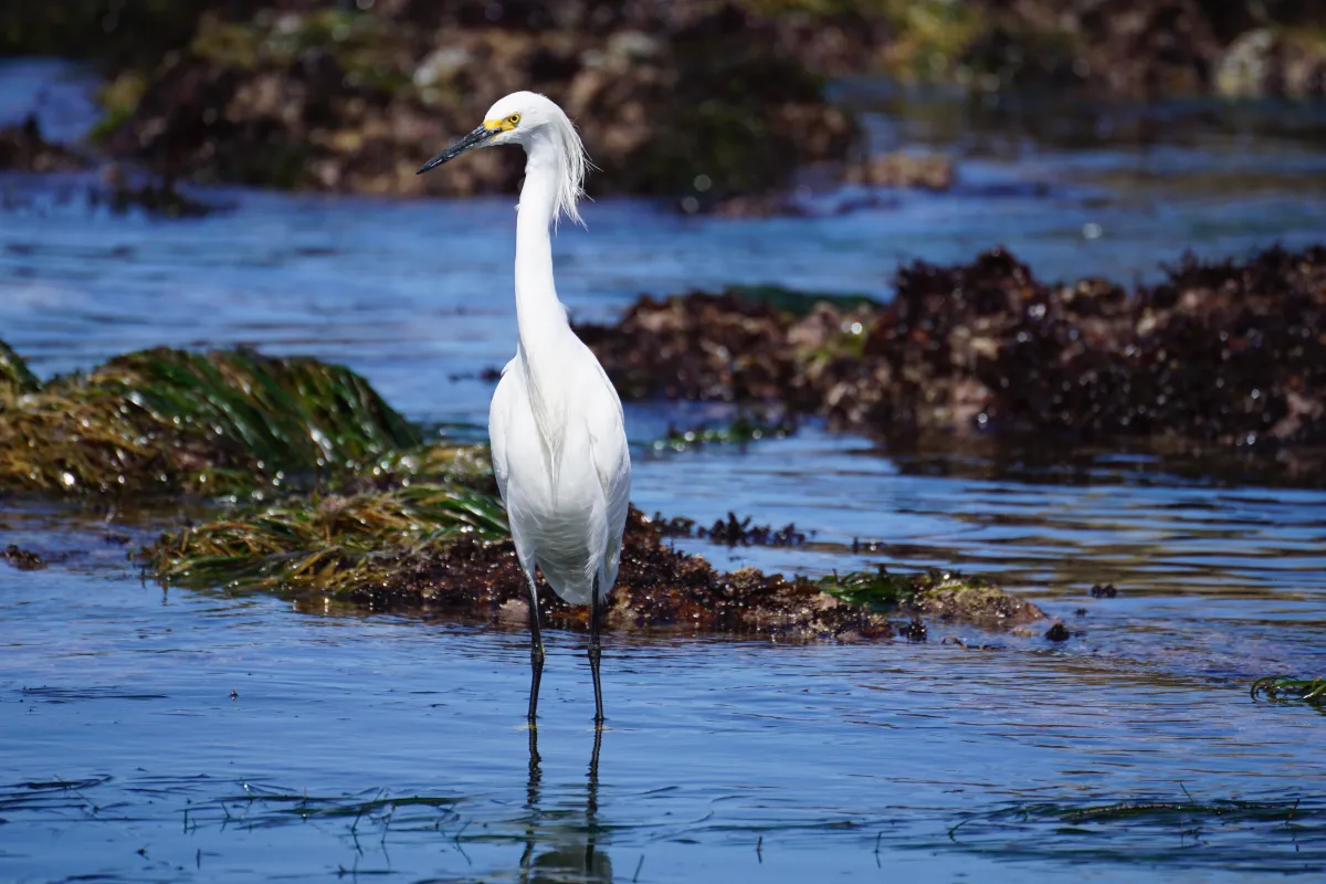 Snowy egret