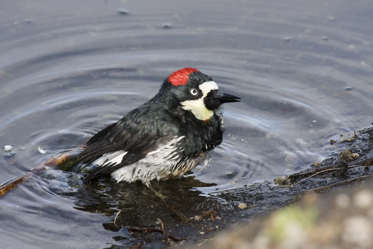 Acorn woodpecker