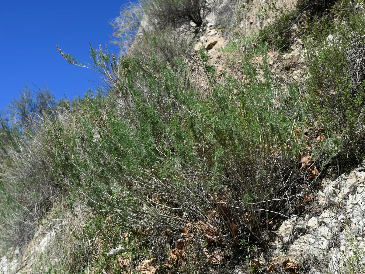 California sagebrush